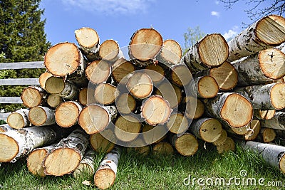 Birch fire wood Stock Photo