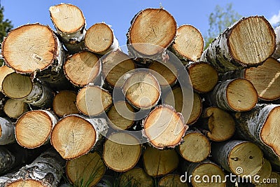 Birch fire wood Stock Photo