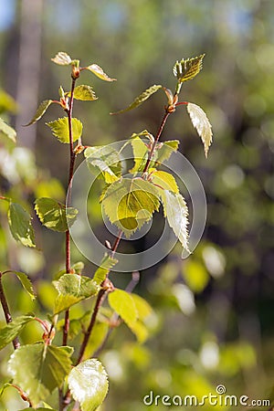 Birch foliage in spring day Stock Photo