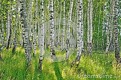 Birch forest Stock Photo