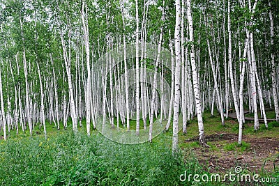 Birch forest Stock Photo