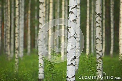 Birch forest Stock Photo