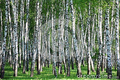 Birch forest Stock Photo