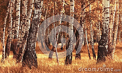 Birch forest while autumn season Stock Photo