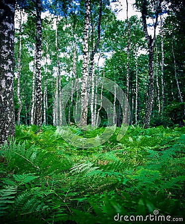 Birch forest and fern Stock Photo