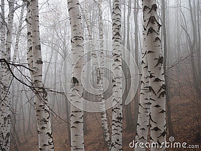 Birch forest in fog. Autumn view. Focus in foreground tree trunk Stock Photo