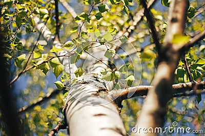 Birch forest in sunlight Stock Photo