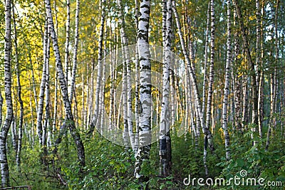 birch forest in sunlight in the morning Stock Photo