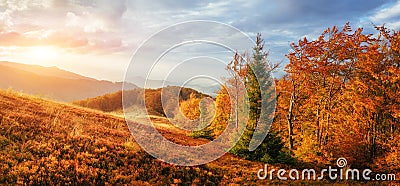 Birch forest in sunny afternoon while autumn season Stock Photo