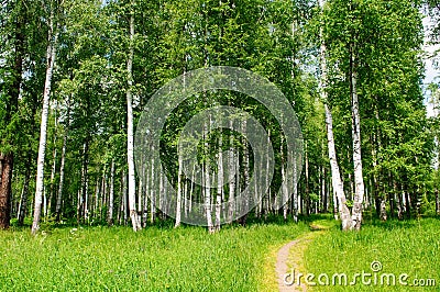 Birch grove Stock Photo