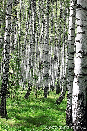 Birch grove Stock Photo