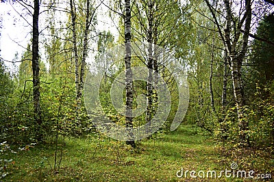 Birch grove alley in the Sunny forest edge of the soft grass and birch trunks, very beautiful and picturesque Stock Photo