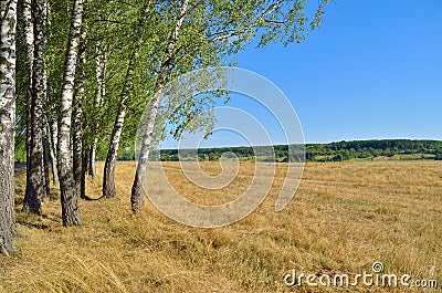 Birch grove in a field against a blue sky Stock Photo