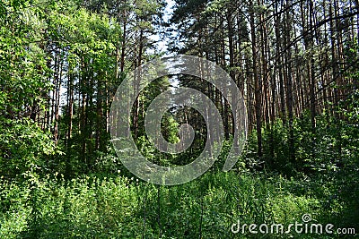 Birch Grove. Flowers and green grass. Sunny summer day. Blue sky. Forest Stock Photo