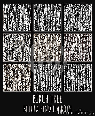 Birch grove illustration set. Betula pendula Roth is the Latin name for birch. Birch trees background for you design Cartoon Illustration