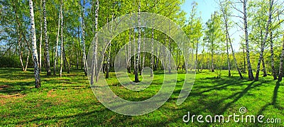 Birch grove, Panorama for photo printing wall murals, high resolution photo, spring forest with birches Stock Photo