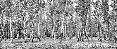 Birch grove with a road on sunny summer day, summertime landscape Stock Photo