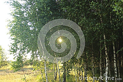 Birch grove and the sun. Spring. Summer Stock Photo