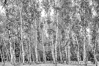 Birch grove on a sunny summer day, summertime landscape Stock Photo
