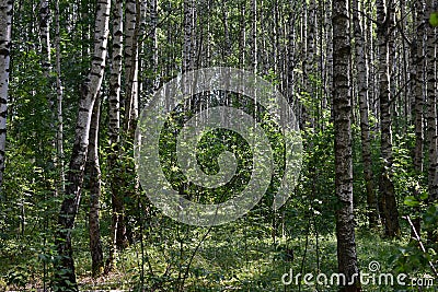 Birch grove woodland. Pine forest. Deciduous and coniferous trees. A path in the forest Stock Photo