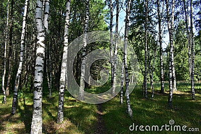 Birch grove woodland. Pine forest. Deciduous and coniferous trees. A path in the forest Stock Photo