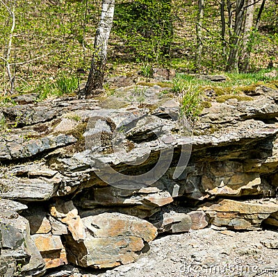 Birch grows on boulders Stock Photo