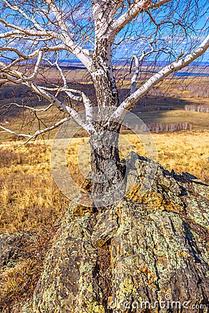 Birch grows from stone Stock Photo