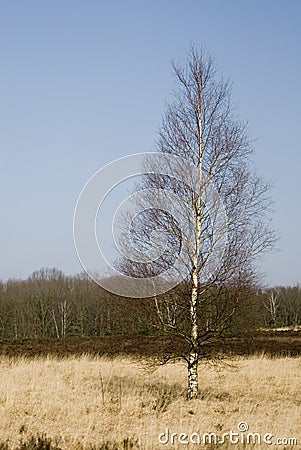 Birch in the heathland Stock Photo