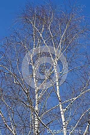 Birch krone on sky background Stock Photo