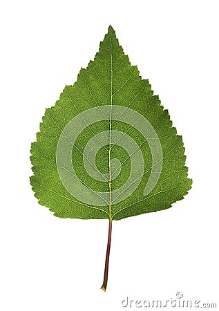 Birch leaf Stock Photo