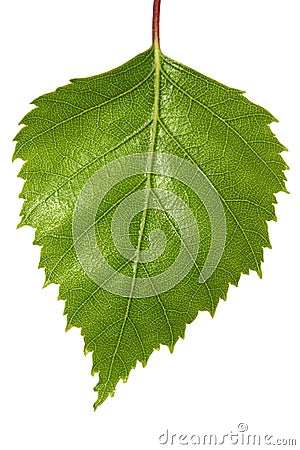 Birch Leaf Stock Photo