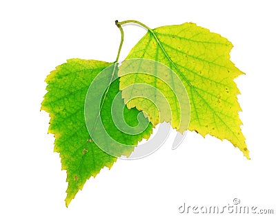 Birch leaves Stock Photo