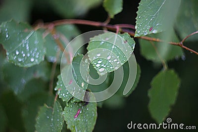 Birch leaves in dew drops Stock Photo