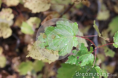 Birch leaves in early autumn Stock Photo