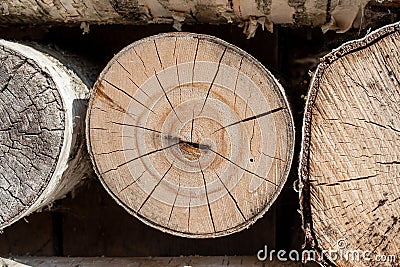 Birch logs Stock Photo