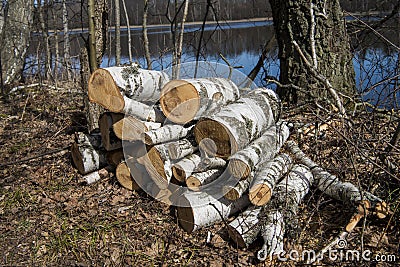 Birch logs on the lake coast Stock Photo