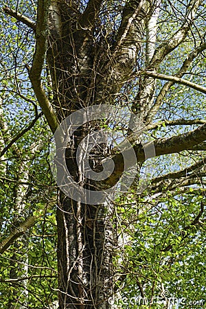 Birch, old tree, trunk entwined by ivy and lianas Stock Photo