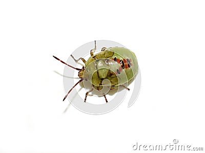 Birch shield bug nymph isolated on white Stock Photo