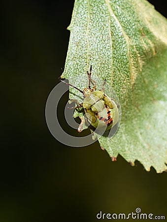 Birch shield bug nymph on birch leaf Stock Photo