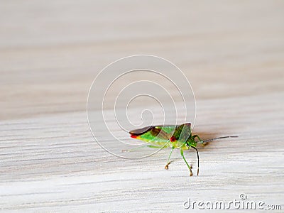 Birch shield bug stink bug on wooden background Stock Photo