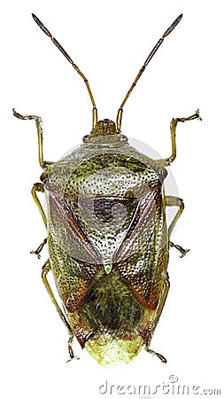 Birch Shield Bug on white Background Stock Photo