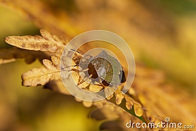 The birch shieldbug Elasmostethus interstinctus is species of shield bug in the Acanthosomatidae family. Golden autumn Stock Photo