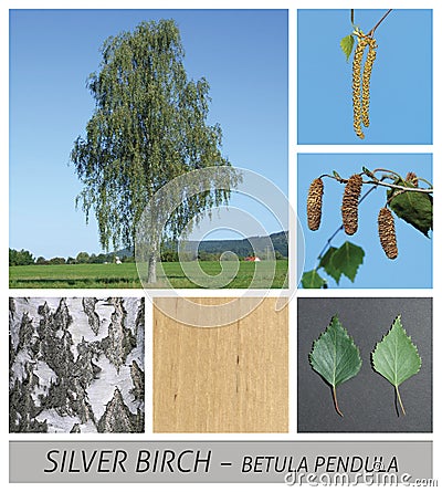 Birch, Silver Birch, Warty Birch, European White Birch, betula, pendula, tree Stock Photo
