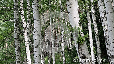 Birch thicket on the mountainside on a summer day. Stock Photo