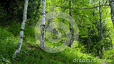 Birch thicket on the mountainside on a summer day. Stock Photo