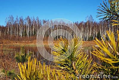 Birch thicket in spring. Trees grow near a forest pond. Details Stock Photo