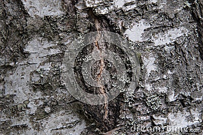 Birch tree bark with a scar texture close up. Stock Photo