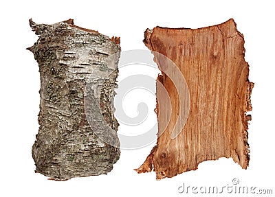 Birch tree bark texture Stock Photo