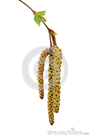 Birch tree catkin twig, betula pendula ament stem macro closeup detail, young spring catkins leaves, large detailed vertical isola Stock Photo