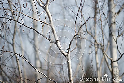 Birch tree. Closeup bare branches. Sunny day Stock Photo